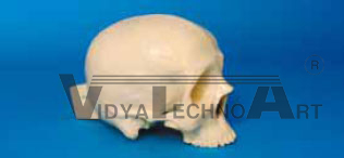 Skull, with holder